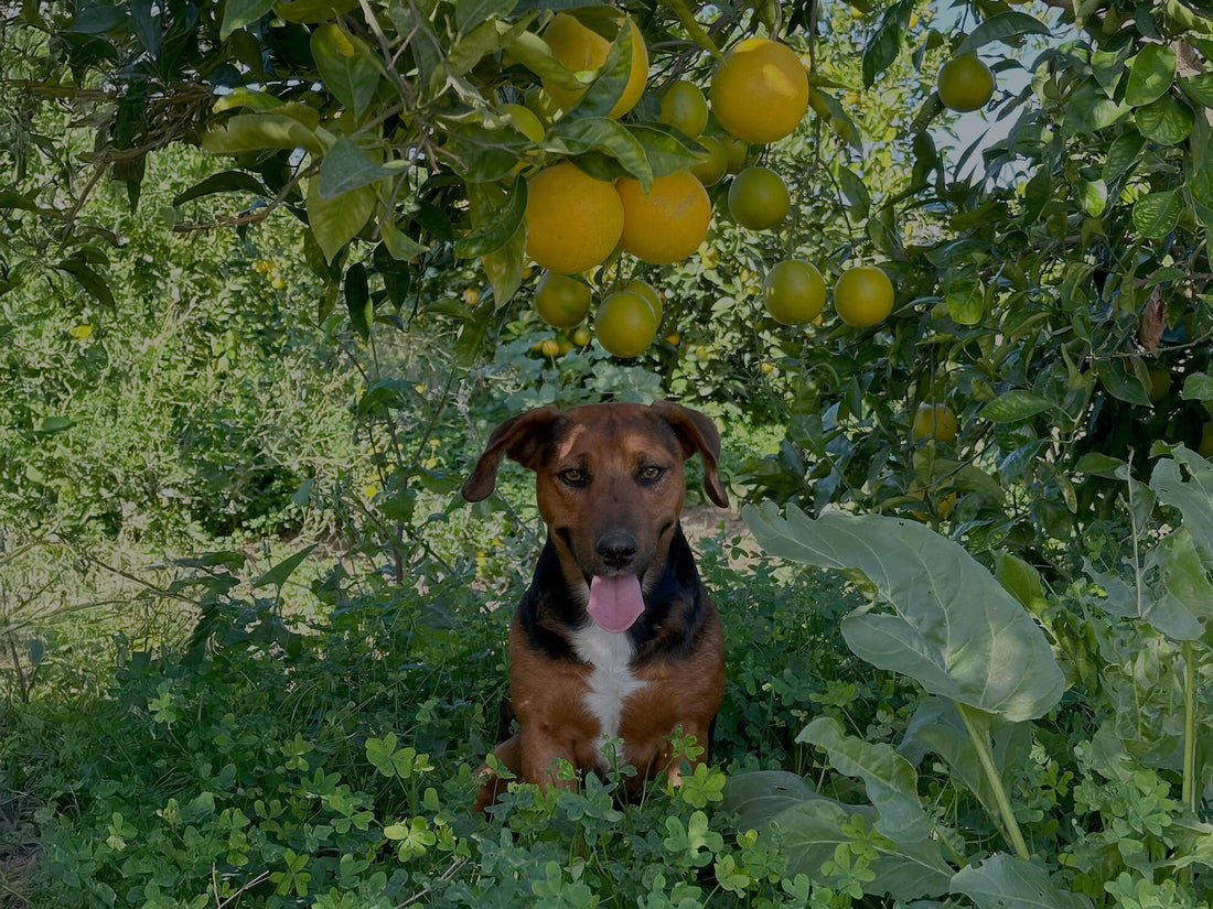 Come riconoscere un’arancia buona