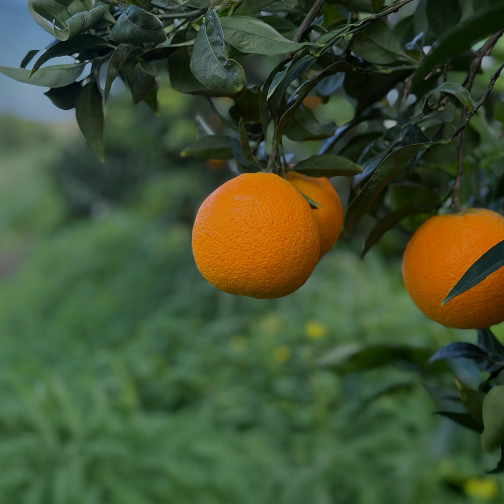 Box di Arance Siciliane Navel