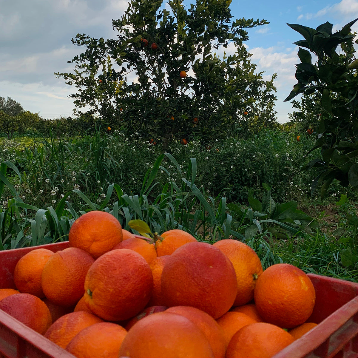 Box di Arance Rosse di Sicilia IGP