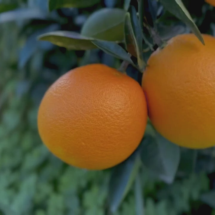 Box di Arance Siciliane Navel