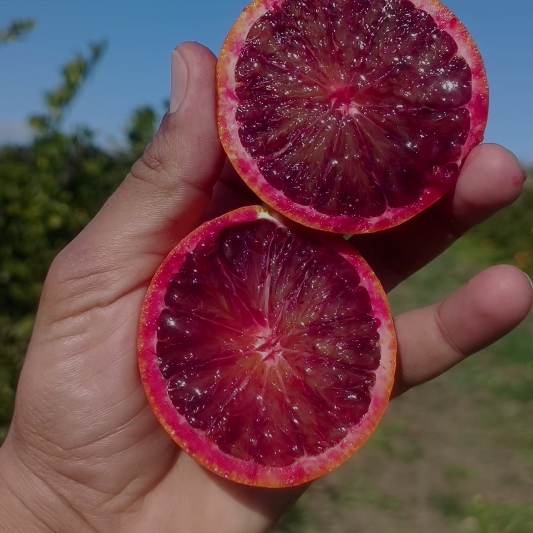 Box di Arance Rosse di Sicilia IGP